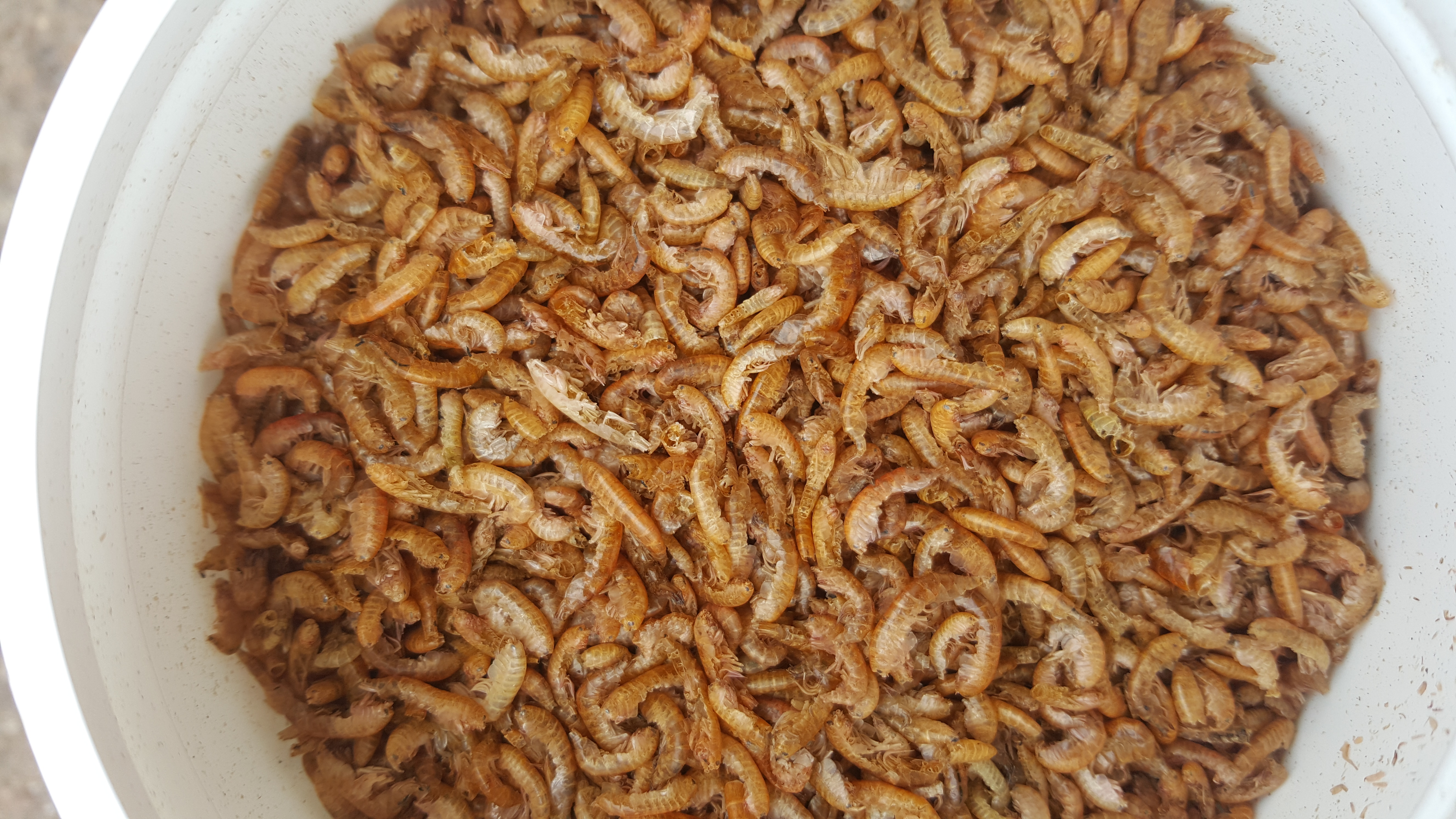 Gammares séchés 100 gr – Image 2